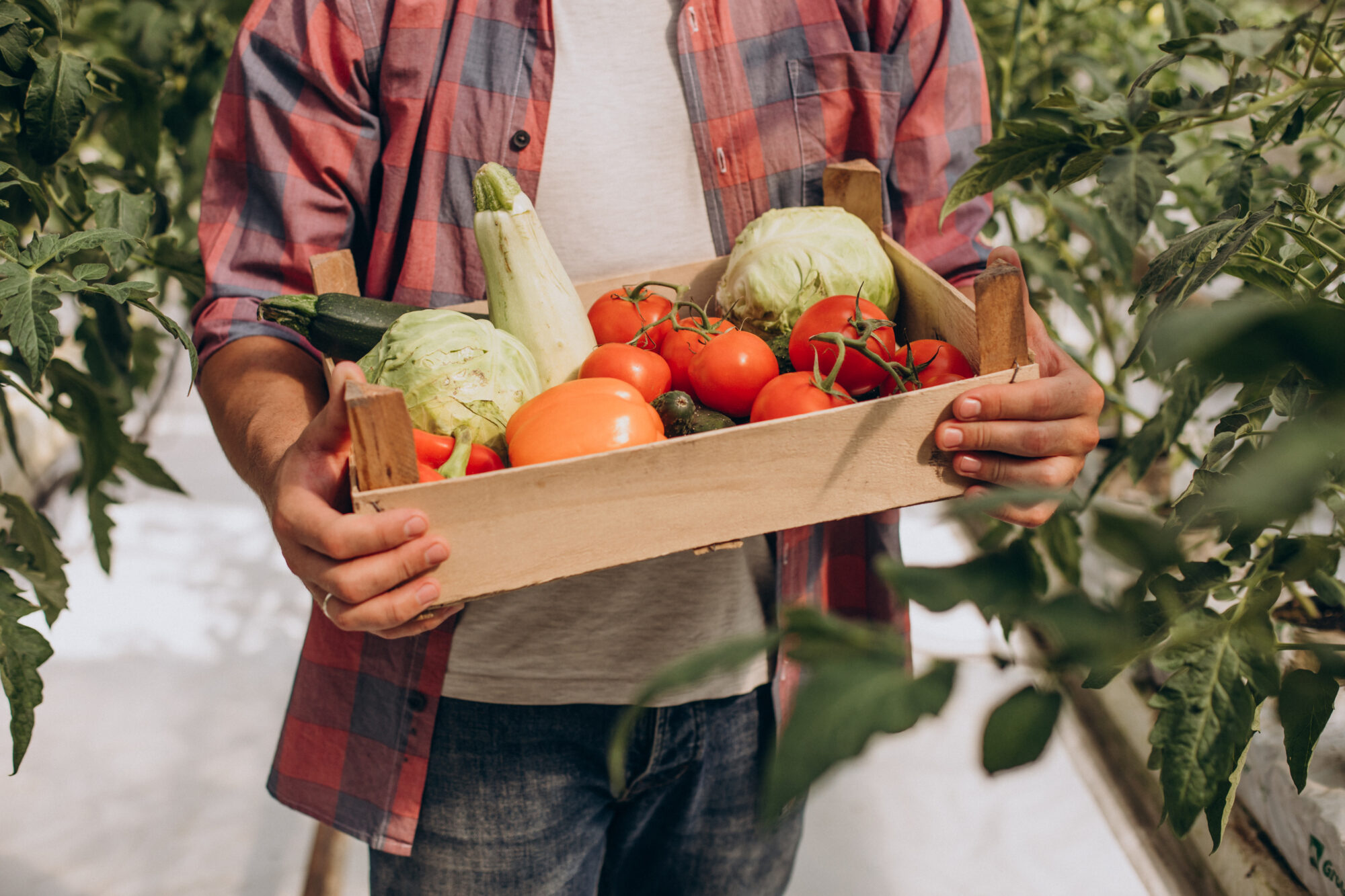 ©Freepik Farmer in greenhouse holding box of vegetables